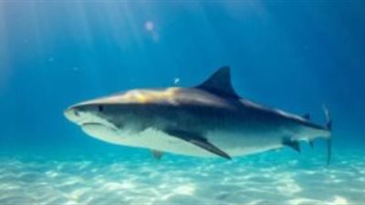 بعد هجوم سيدني.. لماذا تزايدت هجمات القروش في أستراليا رغم تراجع أعدادها؟