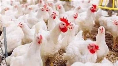 تحديث أسعار الدواجن والبيض اليوم: الفراخ البيضاء والبلدي في الأسواق والمزارع المصرية