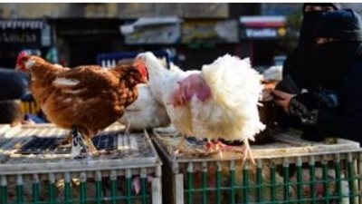 بورصة الدواجن اليوم: أسعار الفراخ البيضاء، الساسو، والبلدي وتوقعات الخبراء للفترة القادمة