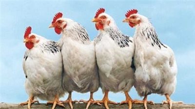أسعار الفراخ البيضاء اليوم والبيض الأحمر والأبيض في الأسواق المحلية والمحلات التجارية