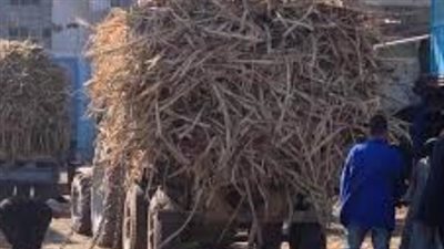 عقب انتهاء موسم 2025-2026.. مصانع أبو قرقاص الجديدة تغلق أبوابها أمام شحنات القصب الأحد المقبل