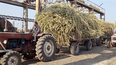 بترتيبات لوجستية مكثفة.. شركة السكر تناشد مزارعي القصب سرعة توريد المحصول قبل الموعد النهائي