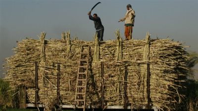 تنبيه هام لمزارعي الإصلاح الزراعي بالمنيا.. الالتزام بالموعد النهائي لتوريد القصب يضمن حقوق المتعاقدين