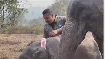 كيف احتفل محب الفيلة الهندي بـ 