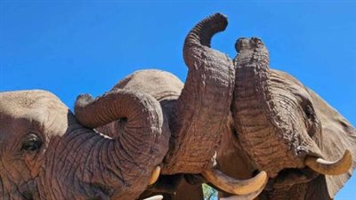 عيد ميلاد الفيل 