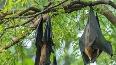 فيروس نيباه تحت المجهر: تاريخ من الفتك ومعدلات وفاة عالمية مرعبة