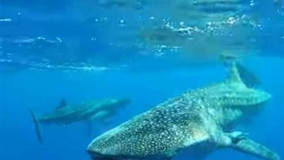 خطر الانقراض يلاحق القرش الحوتي.. كيف تساهم السياحة البيئية في إنقاذه؟