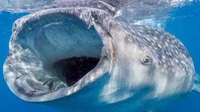 لماذا يلقب القرش الحوتي بـ 