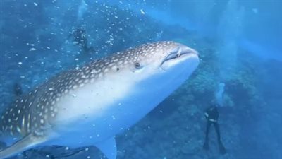 القرش الحوتي: عملاق البحار اللطيف وسر التوازن البيئي في محيطات 2026