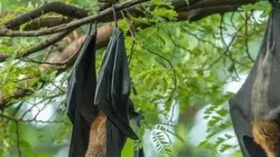 تحذيرات عالمية من تفشي فيروس نيباه: كيف تستعد الدول لمواجهة الخطر القادم؟