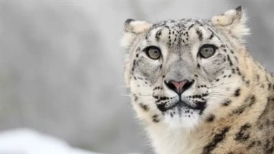 تحذيرات من الاقتراب من الحيوانات البرية بعد حادثة 