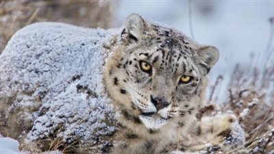 دروس مستفادة من حادثة نمر الثلوج: لماذا تصبح رغبة التصوير خطرًا يهدد حياة السياح؟