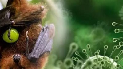 خطر انتشار نيباه منخفض.. قراءة في تقرير منظمة الصحة العالمية حول وباء الخفافيش