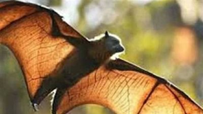 هل يتحول نيباه إلى جائحة؟ الصحة العالمية تجيب وتكشف فرضيات العدوى الجديدة