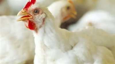 بورصة الدواجن اليوم: أسعار الفراخ البيضاء تسجل مستويات جديدة في الأسواق المصرية