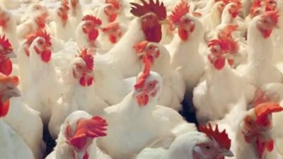 بورصة الدواجن 2026.. استقرار ملحوظ في أسعار الفراخ البيضاء وتراجع طفيف في 