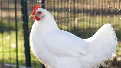 حركة البيع والشراء في بورصة الدواجن اليوم: أسعار الفراخ البيضاء والكتكوت الأبيض 