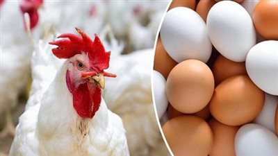 تحديث أسعار الدواجن والبيض اليوم: قفزة في سعر الساسو واستقرار في البلدي