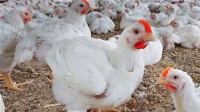 بعد تحرك الأسعار.. كم سجل سعر كيلو البانيه والأوراك في محلات التجزئة اليوم؟