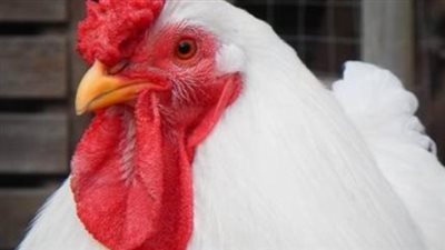 أسعار البيض اليوم: الكرتونة البلدي تسجل 150 جنيهًا والأبيض يتخطى الـ 120 جنيهًا