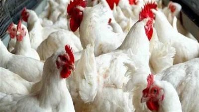 بورصة الدواجن الآن: هبوط أسعار الفراخ البيضاء بمقدار 5 جنيهات واستقرار الساسو في الأسواق