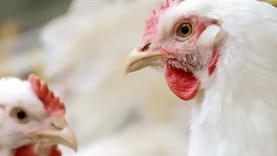 بشرى للمستهلكين.. انخفاض سعر كيلو الفراخ البيضاء والبانية يسجل مستويات جديدة اليوم