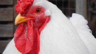 سعر كيلو الفراخ البيضاء والساسو والبانية اليوم الأحد.. تفاصيل البيع في المزارع والمحال التجارية