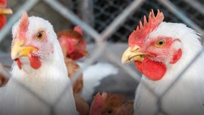 متابعة أسعار بورصة الدواجن والبيض.. الدجاج الأبيض يكسر حاجز الـ 100 جنيه نزولًا للمستهلك