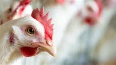 أسعار أجزاء الدواجن اليوم: الشيش طاووق بـ 180 جنيهًا والكبد والقوانص تبدأ من 85 جنيهًا