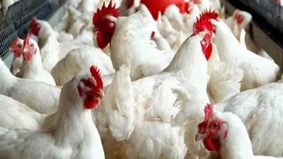 تحديثات بورصة الكتاكيت اليوم: أسعار الساسو والبلدي والهجين في الأسواق المصرية