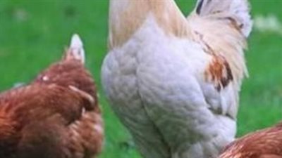 قائمة أسعار مشتقات الدواجن: الاستربس يسجل 160 جنيهًا والصدور بالعظم بـ 90 جنيهًا