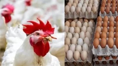 من المزرعة للمستهلك: تفاصيل أسعار الدواجن والبيض والكتاكيت في تعاملات نهاية الأسبوع