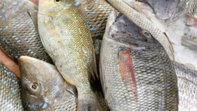 تحديثات سوق الأسماك اليوم: أسعار المكرونة السويسي وقشر البياض في تعاملات نهاية الأسبوع