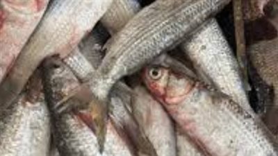 أسعار المأكولات البحرية الفاخرة: الجمبري والسبيط والثعابين تتصدر قائمة الطلب اليوم