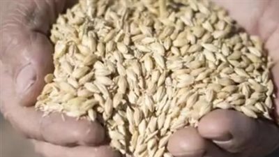 دليل التاجر والمزارع.. تحديثات أسعار طن الأرز الشعير والأبيض اليوم بمحافظات مصر