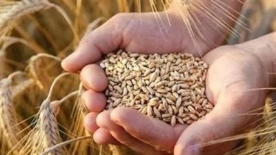 لماذا استقر سعر الأرز الشعير اليوم؟ تحليل للعوامل المؤثرة في سوق المحاصيل الاستراتيجية