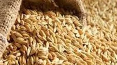 أسعار الأرز الشعير عريض الحبة تسجل 14 ألف جنيه للطن.. قراءة في مؤشرات السوق