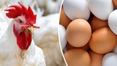 بورصة الدواجن الآن: سعر الفراخ الساسو والبلدي وتحديثات تكلفة الكتكوت الأبيض