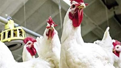 بورصة الدواجن والبيض: تحركات سعرية مفاجئة للفراخ البيضاء والساسو اليوم