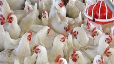 استقرار البلدي وارتفاع الأبيض.. خريطة أسعار الدواجن في المزارع والأسواق