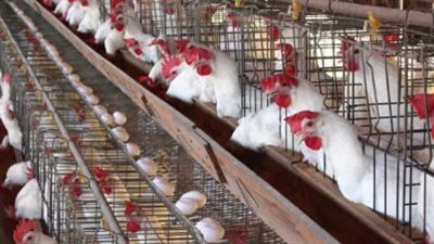 قائمة أسعار الكتاكيت اليوم الثلاثاء: تباين ملحوظ بين الشركات والبلدي