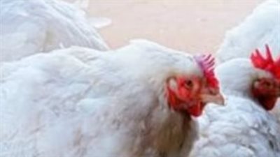 توقعات سوق الدواجن والبيض بعد وصول الفراخ البيضاء لـ 115 جنيهًا للمستهلك