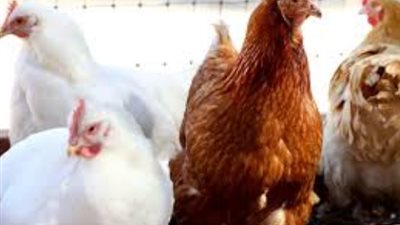 من المزرعة إلى المستهلك.. تفاصيل فروق أسعار الدواجن البيضاء والبلدي والساسو