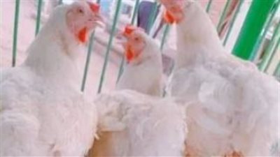 بورصة الدواجن اليوم.. سعر الفراخ البيضاء والبلدي وتفاصيل أسعار الكتاكيت والبيض