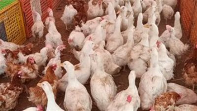 أسعار البانيه والأوراك اليوم السبت.. دليلك الشامل للشراء من الأسواق ومنافذ الدولة