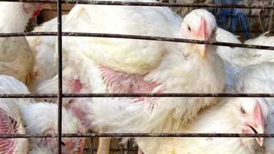 تحديث لحظي لأسعار الدواجن اليوم.. الفراخ الساسو والأمهات في بورصة السبت