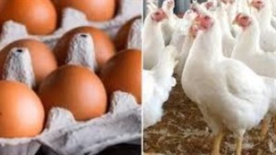 سعر الكتكوت اليوم السبت.. قائمة الأسعار الكاملة للساسو والبلدي والروزي بيور