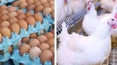 أجزاء الدواجن والمجمدات.. أسعار الكتاكيت اليوم السبت 14_3_2026