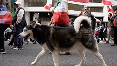 احتجاجات في أمريكا دعمًا لإيران تثير جدلًا سياسيًا