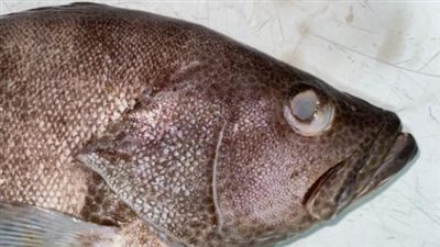 كيف تكتشف السمك التالف في منزلك؟.. 5 علامات تحذيرية من وزارة الصحة المصرية